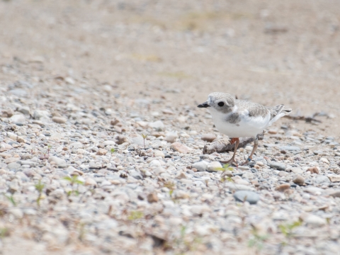 A piping plover chick on a beach