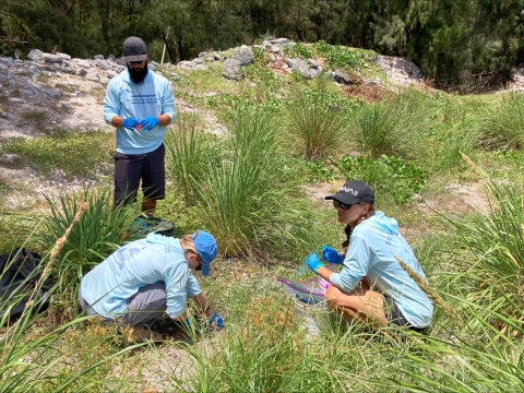 Staff at Midway Atoll setting plots to monitor arthropods