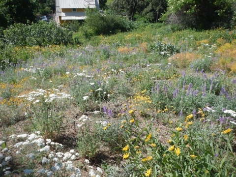 A beautiful prairie after native forb establishment. A house can be seen in the background.