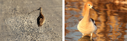 A long-billed curlew and American avocet 