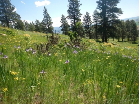 A prairie can be seen with beautiful colorful flowers in green native grasses . There are trees in the background