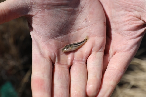 two hands holding a small fish