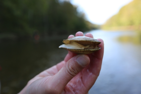 A dead mussel, shells parted and white foot hanging out like a tongue