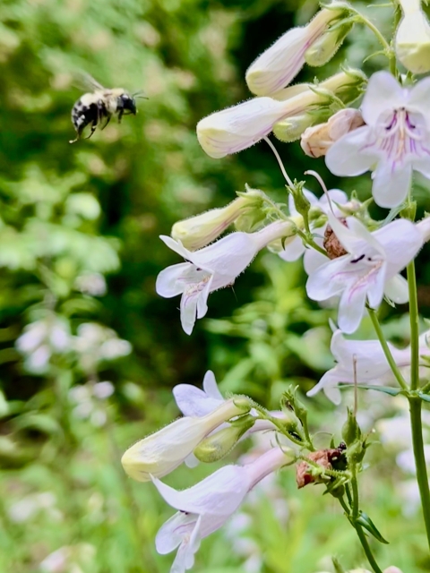 A bumble bee flies toward a clump of wildflowers.