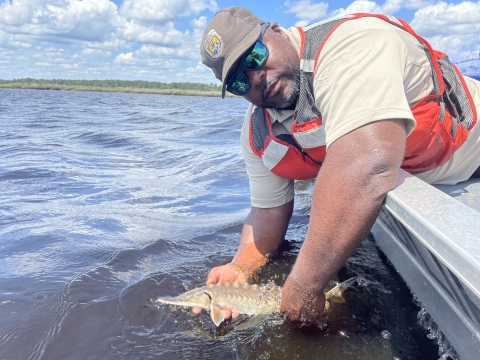 Fish Biologist releasing Atlantic sturgeon