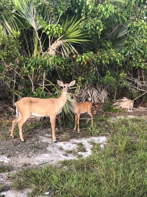 a Key deer doe standing with her fawn near some trees