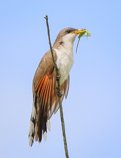 White, brown, white, orange and black, holding a green insect in its yellow bill