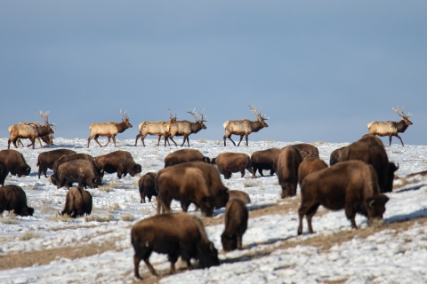 Bison and elk graze on a snow-patched field of grass