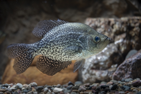 A bluish-green fish with brown gills swims above a bed of rocks