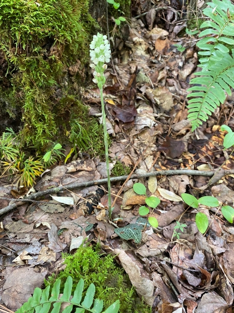 A blooming orchid on the forest floor