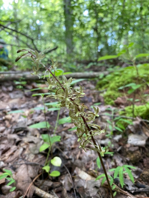 Flowering orchid on the forest floor