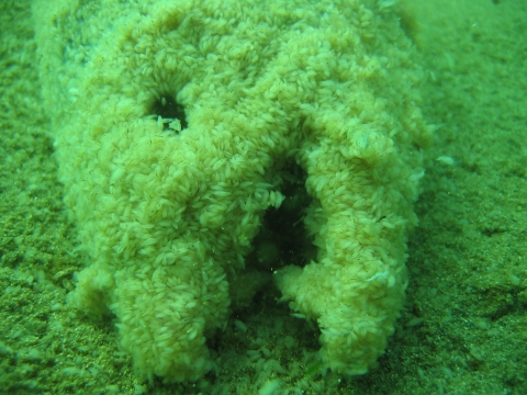 Close up of decaying salmon head underwater