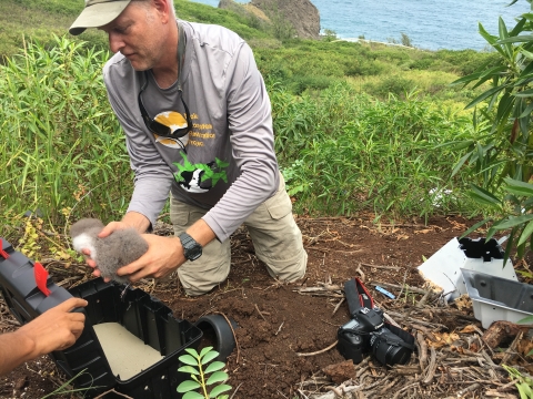 A man takes a fluffy gray chick out of a box being held open by a set of hands. There is a white cone shaped artificial burrow to his left. He is on a grassy hill side and the ocean can be seen behind him. 