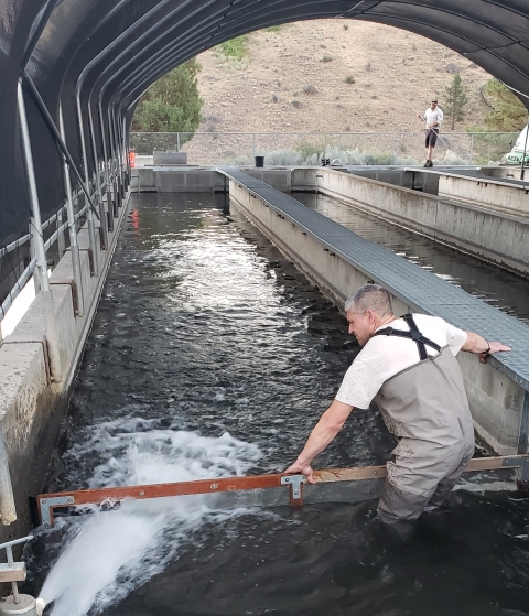 Staff members working in a covered area of a fish hatchery with one in waders working within the water of a fish holding area.