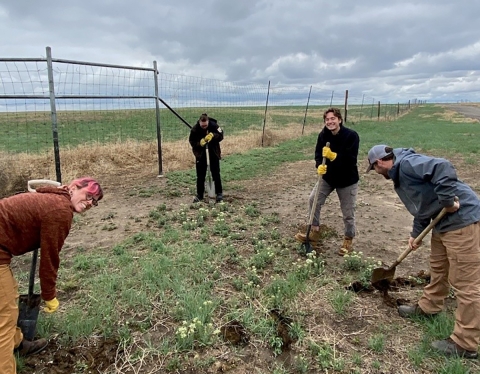 crew of four people with shovels digging into a path of invasive plants