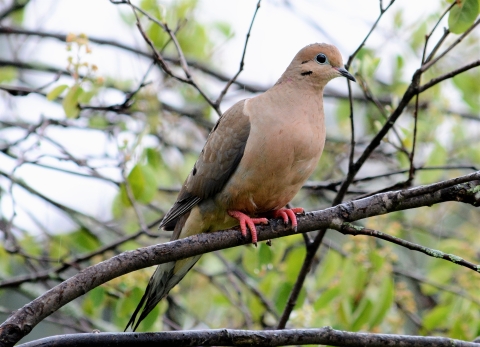 Mourning dove on a branch