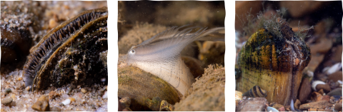 Various species of freshwater mussels 