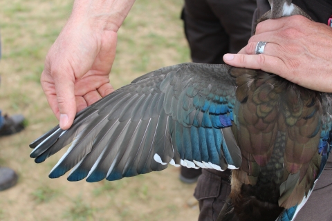 Man extends wood duck wing