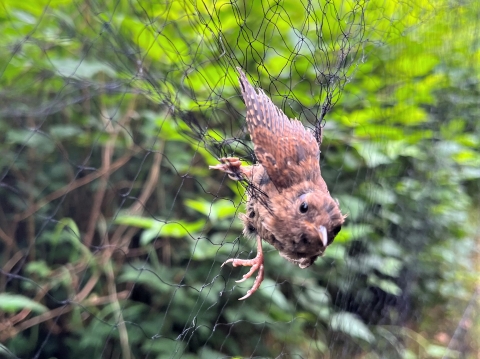 a pacific wren caught in a net