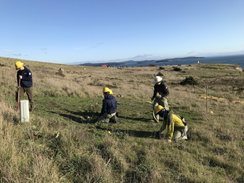 Landscape crew wearing hard hats plants vegetation. 