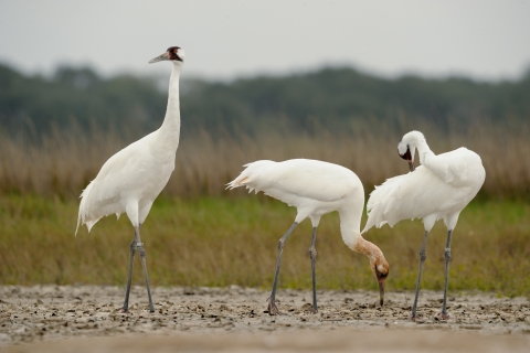 three whooping cranes 