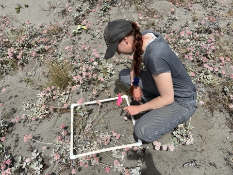 a person kneeling in a sandy vegetated are using a square white plastic frame