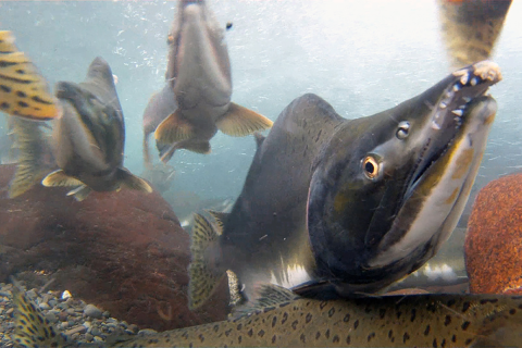 Underwater close up view of a run of pink salmon