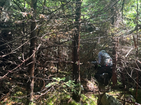 Biologist kneeling amongst dense tree branches