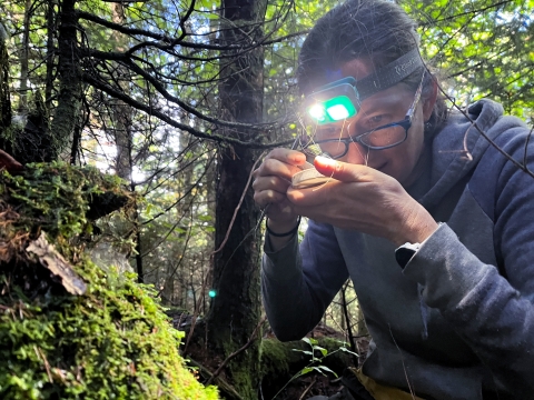 Woman kneeling on the forest floor, wearing a headlamp, looking through a hand lens at a container in her hand.