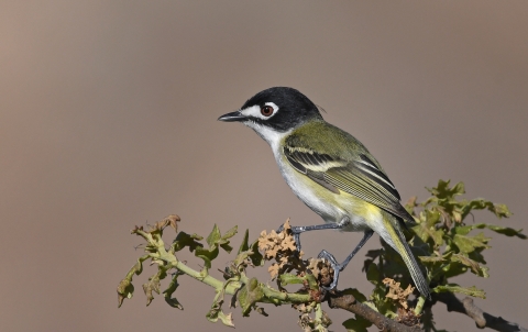 A bird sits at then end of a branch.