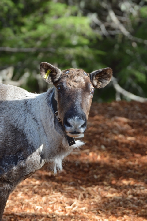 A caribou can be seen in the left fram. Only her head and neck can be seen and a tracking collar is seen on her neck. 