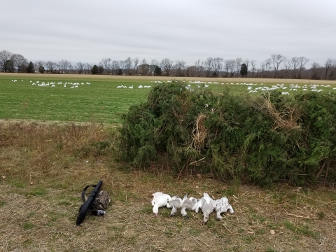 several dead white geese lie on the ground next to a field