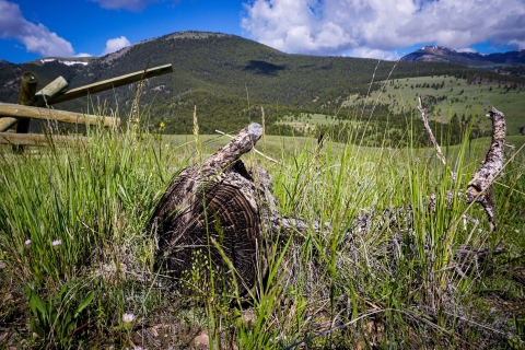 old sawed log surrounded by grass on a sunny day