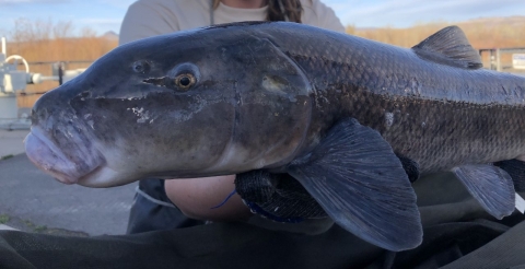 A hatcheries biologist holds up a Cui-ui sucker.