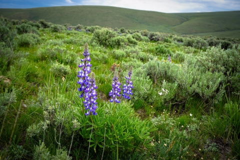 3 purple wildflowers growing in a field of silvery green plants