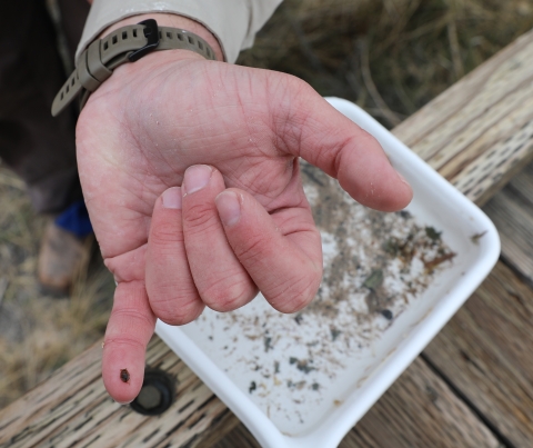 Tiny beetle on pinky finger with pan below