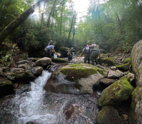 A crew electrofishing in a rocky mountain stream.