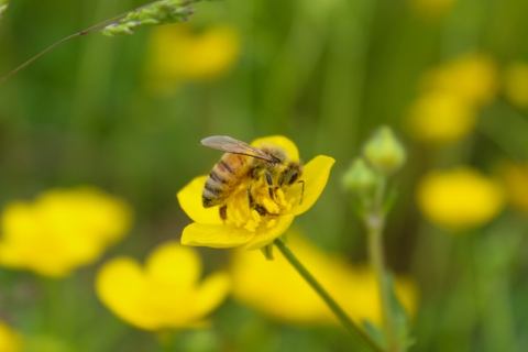 Honey bee on flower