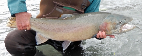 An angler holds a Lahontan cutthroat trout above water.