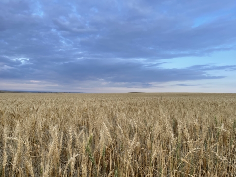 landscape view of a wheat field and a blue sky