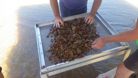 A quadrat worth of sediment in the process of being sifted through in search of freshwater mussels.