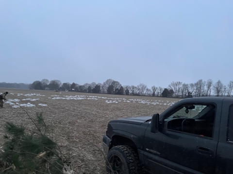 a person on the side of a field setting up decoys for a hunt