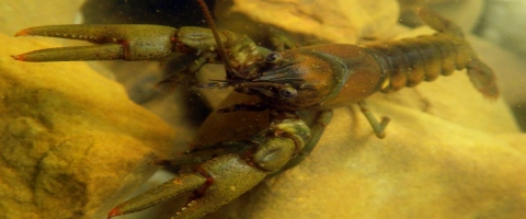 Spring River Crayfish