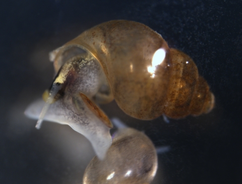 Extreme close-up of a tiny brown snail.