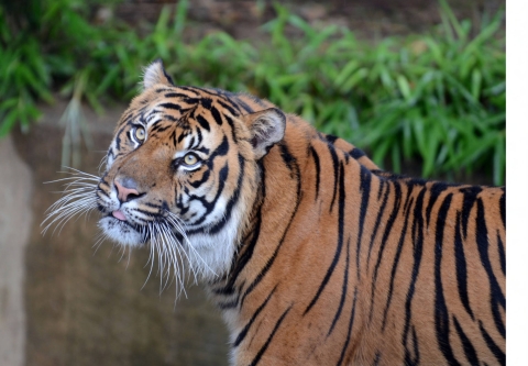 A tiger looks just past the camera with it's tongue out. In the background is green grasses. 