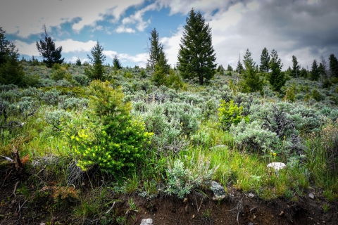 silvery green bushes growing in a grassy hillside with conifer trees in between