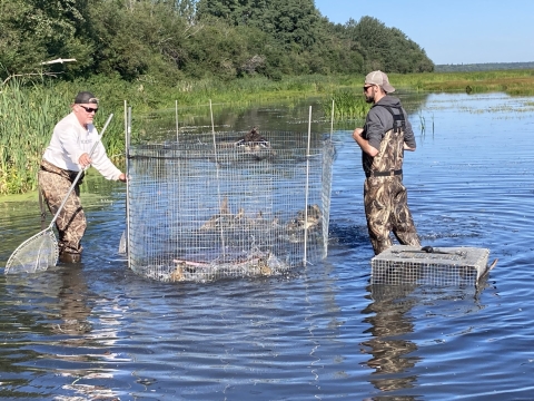 2 biologists wade in water to collect ducks from a metal cage