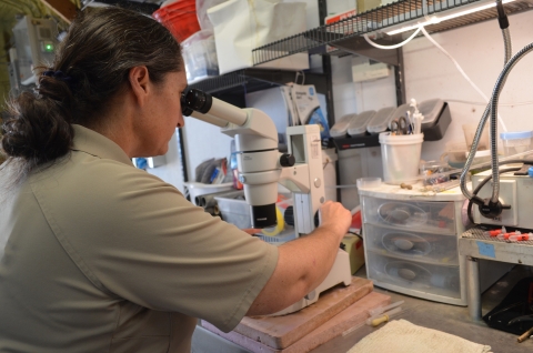 Biologist Beth Glidewell looks into the microscope