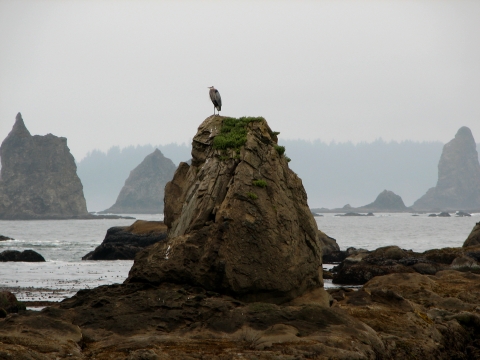 Tall rocks jut out of the water along a rugged coast.