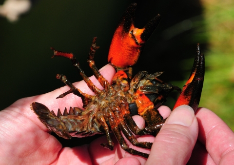 A person holds a crayfish upside down in their hands.